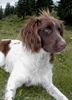 Kleiner Münsterländer Foto: ich bin ein waschechter Jäger, auch wenn man mir das nicht ansieht! ...übrigens, mit besten Prüfungen in D und CH (ID 4658) Kleiner Münsterländer Hund