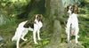 Kleiner Münsterländer Foto: Django und Smokey mit im urlaub in bayrischer wald. (ID 5701) Kleiner Münsterländer Hund