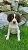 Kleiner Münsterländer Foto: unsere Django,4 monaten alt hier,jetz ist er 9 monaten und hat ein schwester von 9 wochen.(Smokey) (ID 2351) Kleiner Münsterländer Hund