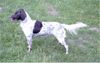 Kleiner Münsterländer Foto: fjurdy (*28-9-2001) klaar voor de jacht (ID 2278) Kleiner Münsterländer Hund