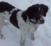 Kleiner Münsterländer Foto: Schneeflöckchen.... (ID 19241) Kleiner Münsterländer Hund