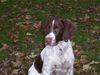 Kleiner Münsterländer Foto: Schau mir in die Augen Kleiner! (ID 16530) Kleiner Münsterländer Hund
