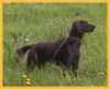 Kleiner Münsterländer Foto: Jule in der Wiese (ID 22320) Kleiner Münsterländer Hund