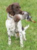 Kleiner Münsterländer Foto: Lui_10 Monate alt bei GH-Prüfung (ID 46667) Kleiner Münsterländer Hund