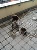 Kleiner Münsterländer Foto: Wir sind ein tolles Team! (ID 4874) Kleiner Münsterländer Hund