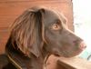 Kleiner Münsterländer Foto: Luzy aus Lichtenau/Westmittelfranken (ID 13454) Kleiner Münsterländer Hund