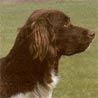 Kleiner Münsterländer Foto: Is genehmigt! der braucht wenig auslauf ;) (ID 19062) Kleiner Münsterländer Hund