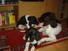 Kleiner Münsterländer Foto: MAXI mit ihren 2 süssen Babies (ID 38972) Kleiner Münsterländer Hund