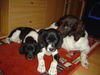 Kleiner Münsterländer Foto: MAXI mit ihren 2 süssen unschuldigen Babies (ID 38973) Kleiner Münsterländer Hund