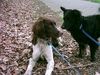 Kleiner Münsterländer Foto: Tierheimausführhund (ID 11576) Kleiner Münsterländer Hund