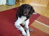 Kleiner Münsterländer Foto: Na los drück schon ab (ID 37490) Kleiner Münsterländer Hund