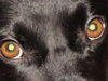 Kleiner Münsterländer Foto: Rico - schau mir in die Augen Kleines (ID 29863) Kleiner Münsterländer Hund