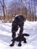 Kleiner Münsterländer Foto: Rico 2 1/2 Jahre (ID 29869) Kleiner Münsterländer Hund