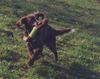 Kleiner Münsterländer Foto: Aber auch mit dem Quietschie macht´s Spaß. (ID 8292) Kleiner Münsterländer Hund