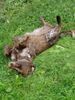 Kleiner Münsterländer Foto: Eysha ist müde (ID 11986) Kleiner Münsterländer Hund