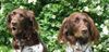 Kleiner Münsterländer Foto: Die schoensten Rosen im Garten (ID 43201) Kleiner Münsterländer Hund