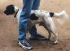 Kleiner Münsterländer Foto: Ein liebevoller Gefährte (ID 27336) Kleiner Münsterländer Hund