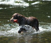 Kleiner Münsterländer Foto: Wasserarbeit macht Spass (ID 32794) Kleiner Münsterländer Hund