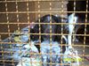 Kleiner Münsterländer Foto: Lasst mich bitte raus!! (ID 4858) Kleiner Münsterländer Hund