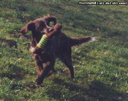 Kleiner Münsterländer Hunde Foto 8292 Kleiner Münsterländer Aber auch mit dem Quietschie macht´s Spaß.
