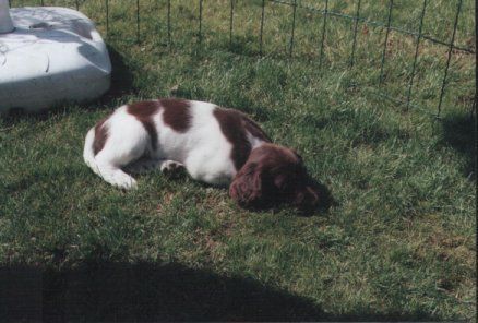 Kleiner Münsterländer Hunde Foto 2614 Kleiner Münsterländer Ronja, 10 Wochen