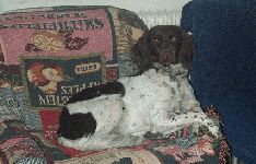 Kleiner Münsterländer Hunde Foto 2615 Kleiner Münsterländer Ronja auf ihrem Sessel, 1 Jahr