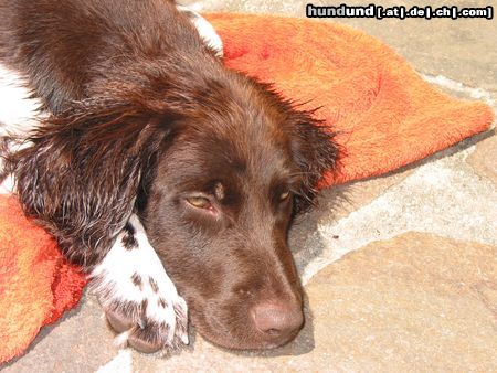 Kleiner Münsterländer Hunde Foto 5001 Kleiner Münsterländer Ronny ratisbonensis