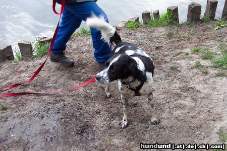 Kleiner Münsterländer Hunde Foto 13064 Kleiner Münsterländer sammy