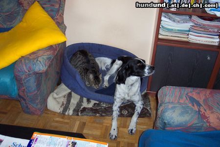 Kleiner Münsterländer Hunde Foto 13065 Kleiner Münsterländer sammy