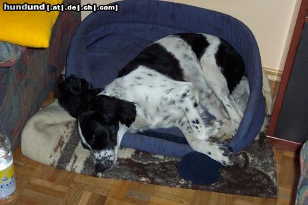 Kleiner Münsterländer Hunde Foto 13066 Kleiner Münsterländer sammy