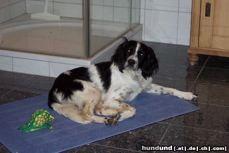 Kleiner Münsterländer Hunde Foto 13067 Kleiner Münsterländer sammy