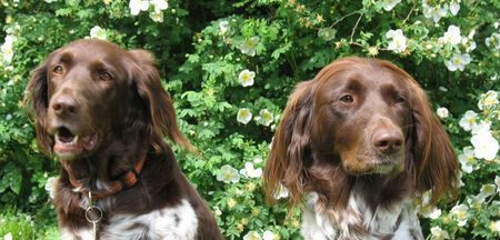 Kleiner Münsterländer Hunde Foto 43201 in höherer Auflösung ansehen Kleiner Münsterländer Die schoensten Rosen im Garten