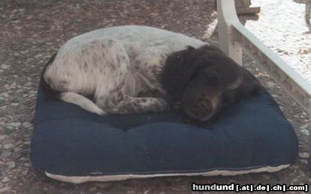 Kleiner Münsterländer Hunde Foto 2832 Kleiner Münsterländer Sheila 10 Wochen