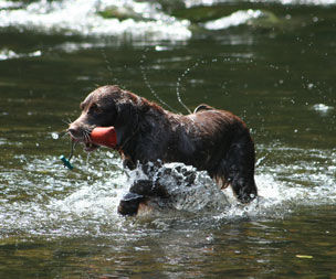 Kleiner Münsterländer Hunde Foto 32794 in höherer Auflösung ansehen Kleiner Münsterländer Wasserarbeit macht Spass