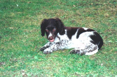 Kleiner Münsterländer Hunde Foto 2024 Kleiner Münsterländer Kira - Wochen
