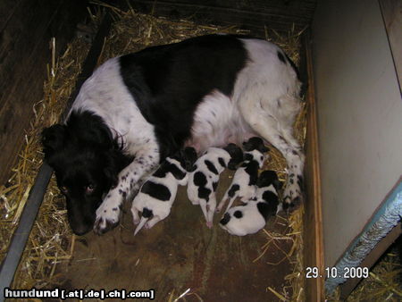 Kleiner Münsterländer Hunde Foto 45108 Kleiner Münsterländer vom Kiefernwalde