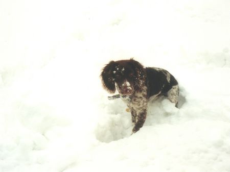 Kleiner Münsterländer Hunde Foto 1821 Kleiner Münsterländer Kira - 9 Wochen