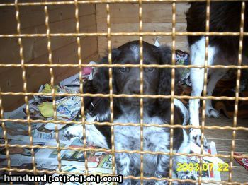 Kleiner Münsterländer Hunde Foto 4858 Kleiner Münsterländer Lasst mich bitte raus!!