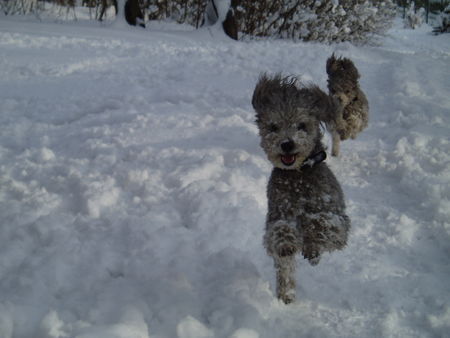 Pudel Hunde Foto 30752 Pudel Unser Pärchen