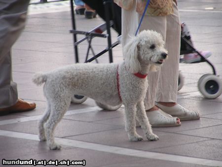 Pudel in Spanien (Marbella)