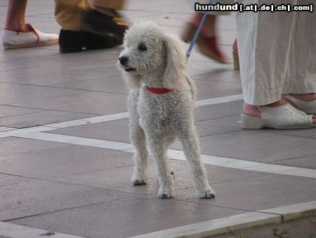 Pudel in Spanien (Marbella)