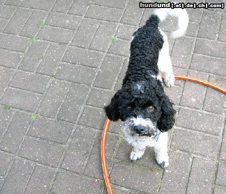 Pudel Hunde Foto 22453 in höherer Auflösung ansehen Pudel Mein kleiner Johnny (Hippie Hermano