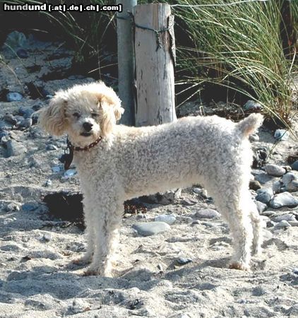 Pudel Hunde Foto 26308 in höherer Auflösung ansehen Pudel Am Strand 2.te Heimat Fehmarn