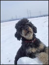 Pudel Hunde Foto 30406 in höherer Auflösung ansehen Pudel BlackandTanPudel Axel