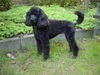 Pudel Foto: Evi Sweet Masterpiece (ID 26816) Pudel Hund
