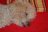 Pudel Foto: Nach dem Strand (erschossen / ko ) (ID 26309) Pudel Hund