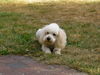 Pudel Foto: Na, was hat sie denn da...? (ID 26749) Pudel Hund