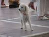 Pudel Foto: in Spanien (Marbella) (ID 23114) Pudel Hund