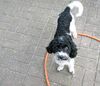 Pudel Foto: Mein kleiner Johnny (Hippie Hermano (ID 22453) Pudel Hund