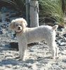 Pudel Foto: Am Strand 2.te Heimat Fehmarn (ID 26308) Pudel Hund